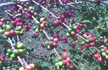 coffee plantation